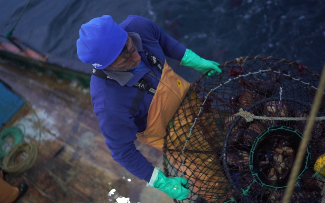 Regulación del sufrimiento animal en la pesca: ¿existen experiencias a nivel internacional?