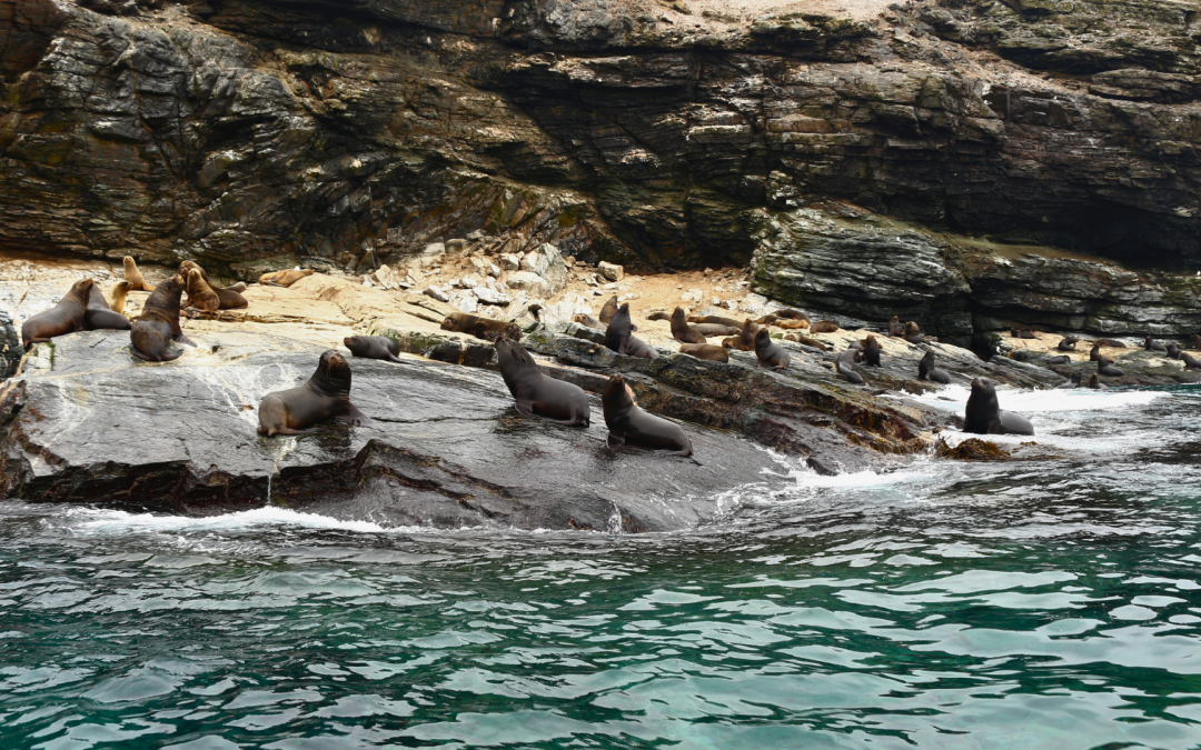 Una pieza clave para la biodiversidad: biólogo marino detalla qué hace tan especial al Archipiélago de Humboldt y por qué deberíamos protegerlo