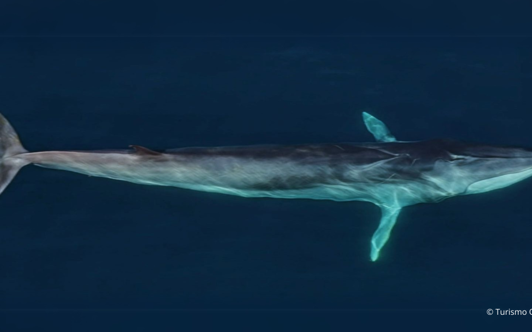 3 lugares para avistar ballenas en Chile